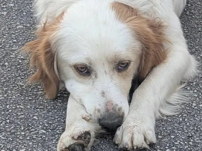 Adotta il cane Baloo a Avellino