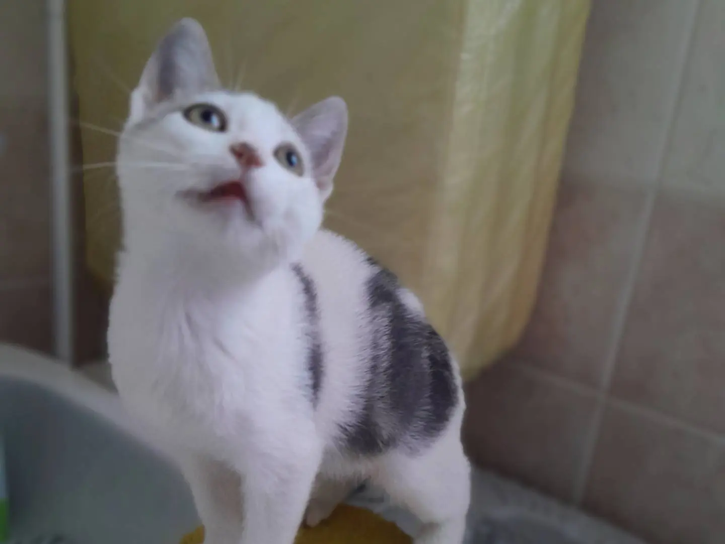 Adotta un gatto, taglia non valida, maschio, Caserta