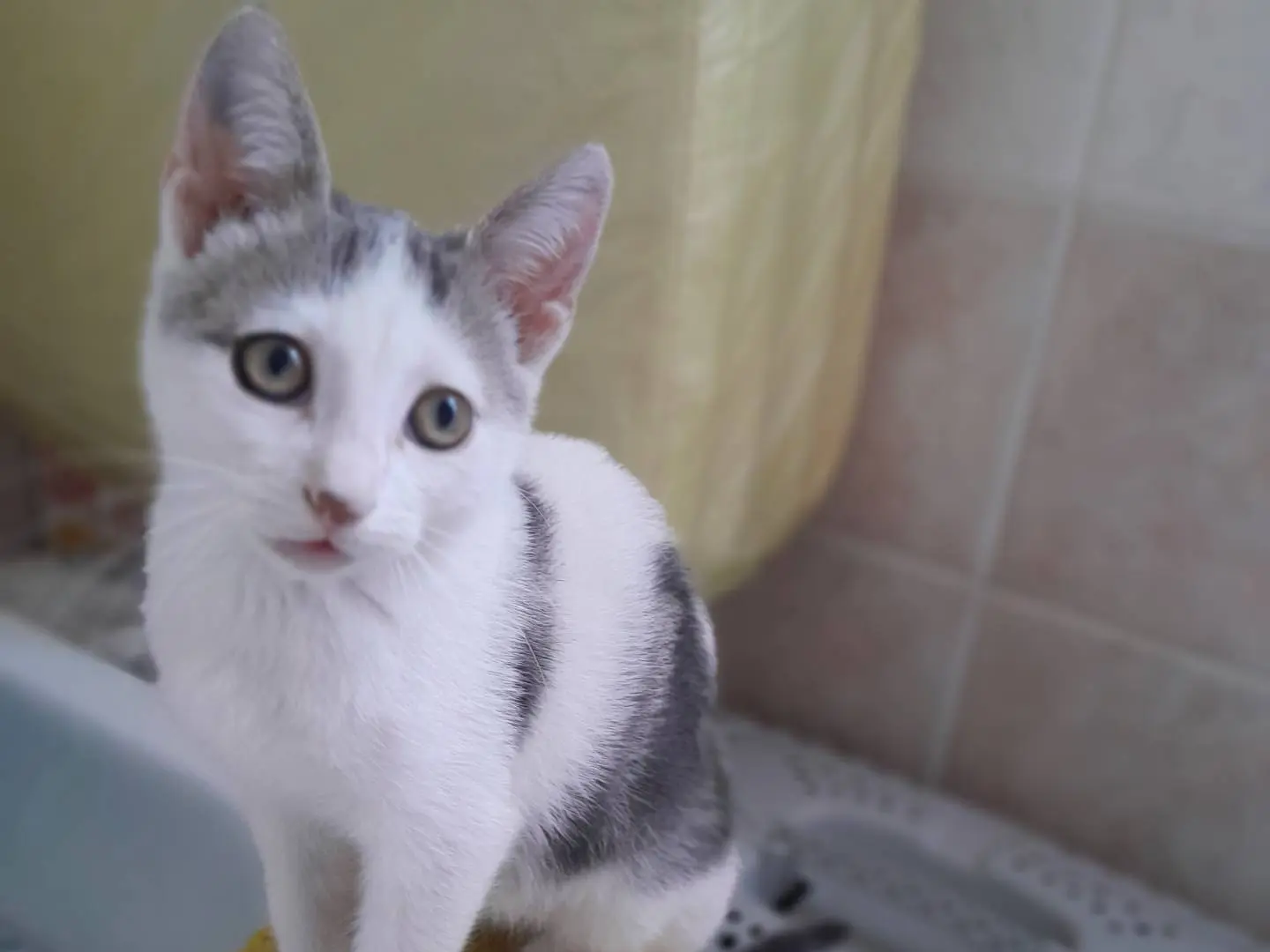 Adotta un gatto, maschio, 2 mesi, Caserta