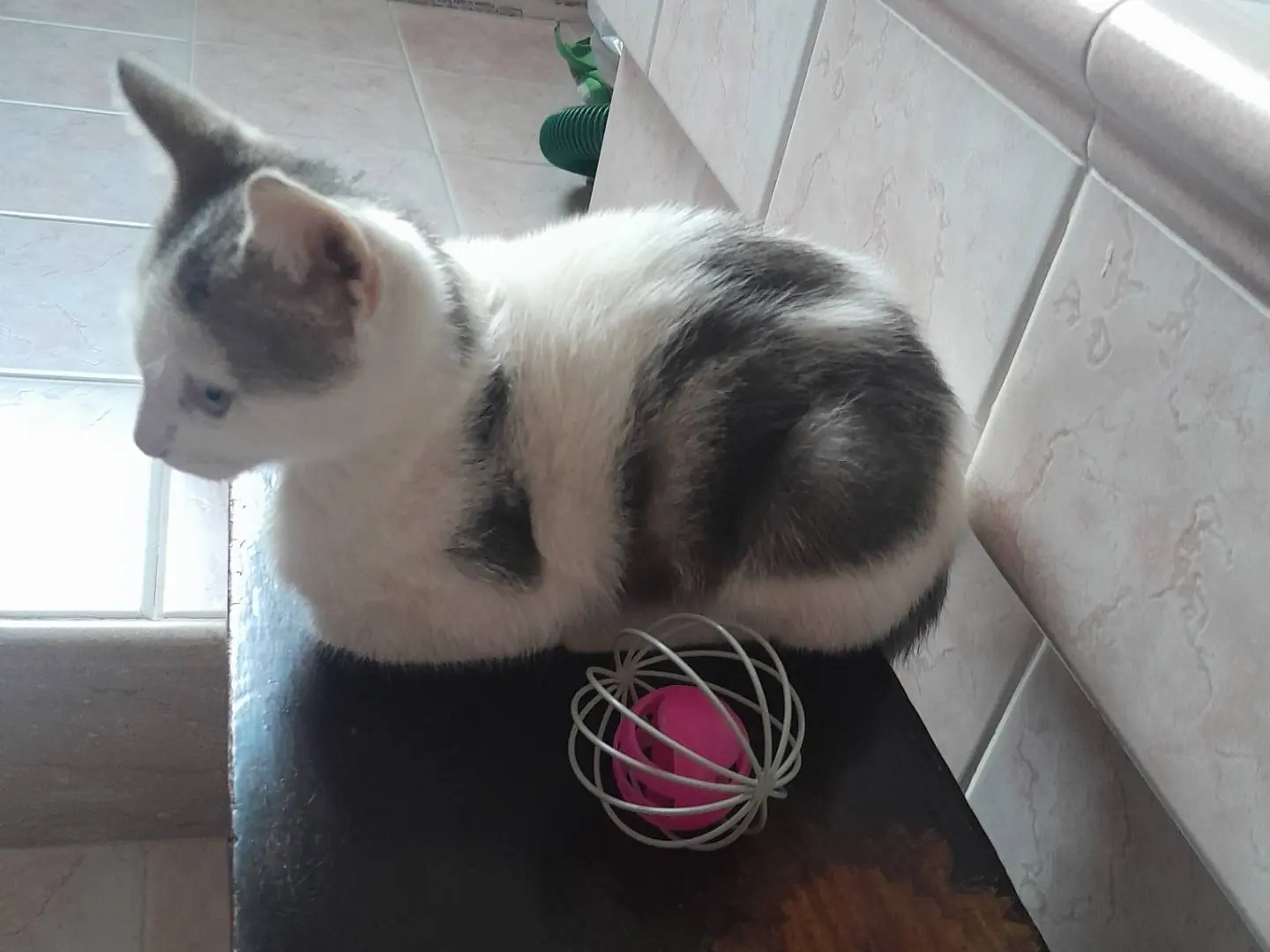 Vuoi adottare un gatto a Caserta?