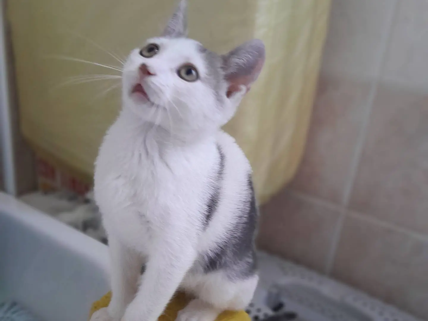 Adozione gatto, maschio, Razza sconosciuta Razza sconosciuta, 2 mesi, taglia non valida, Caserta