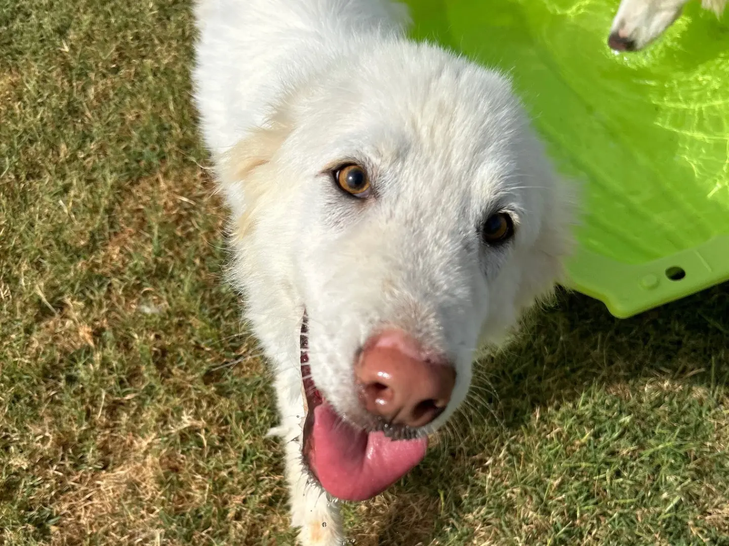Adozione cane, maschio, Pastore maremmano Razza sconosciuta, 5 anni e 5 mesi, taglia media, Latina