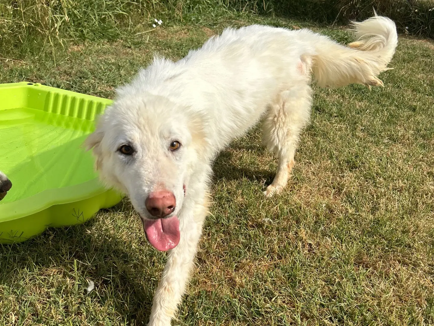 Vuoi adottare un cane a Latina?