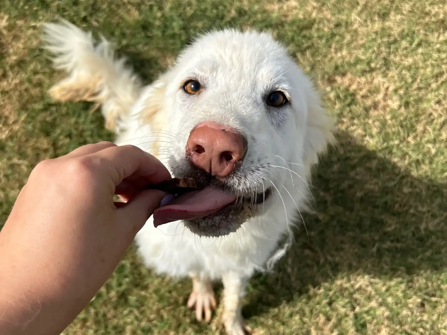 Adotta un cane, maschio, 5 anni e 5 mesi, Latina