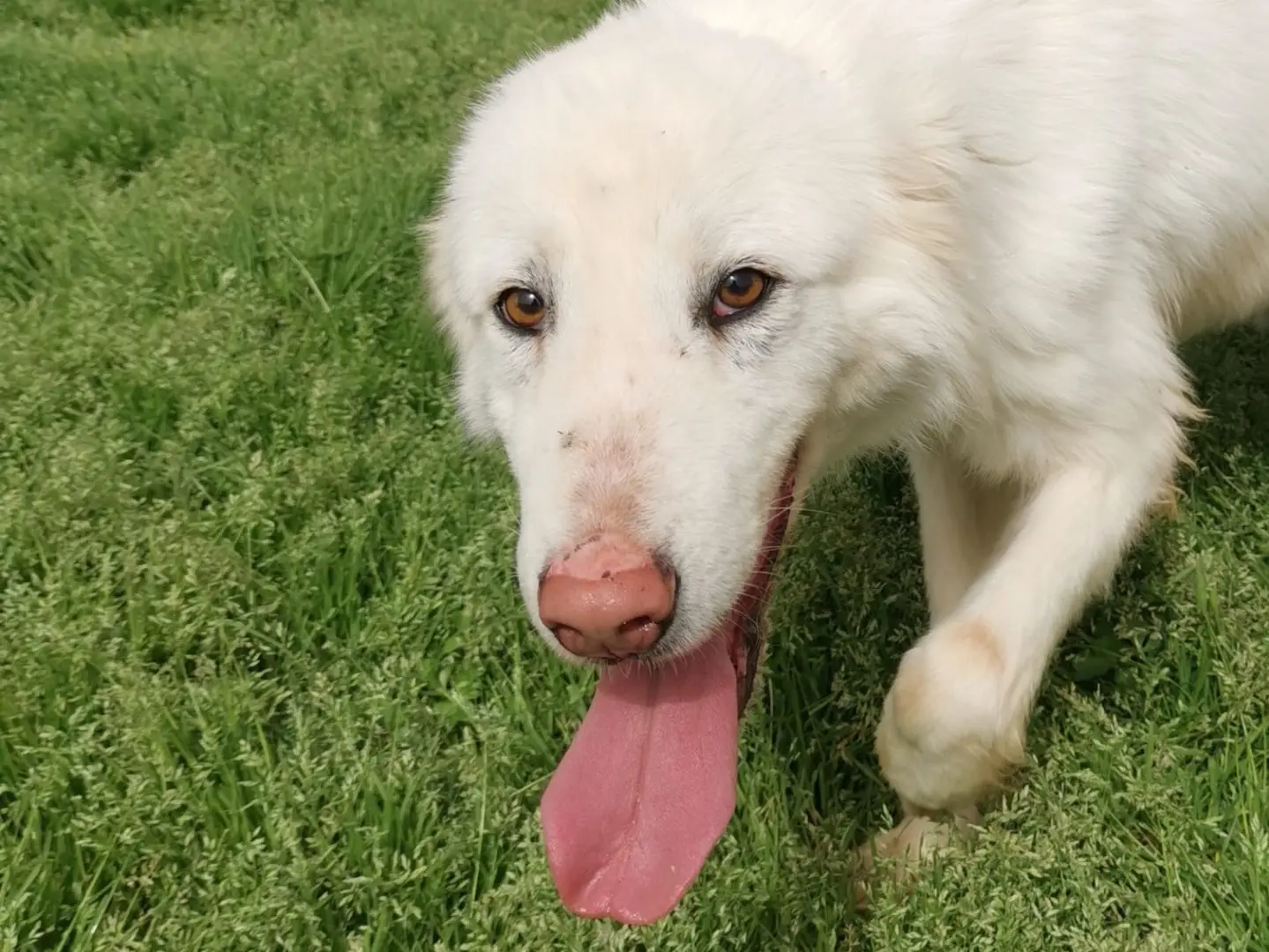 Adotta il cane Ercole a Latina