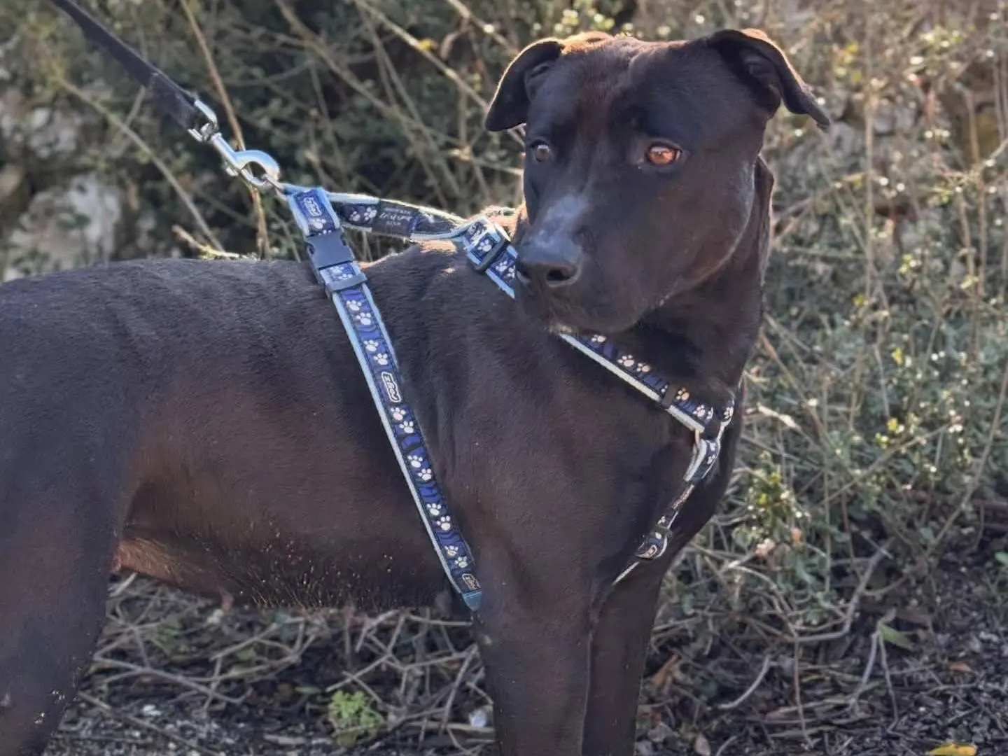 Adotta il cane Kira a Lecce