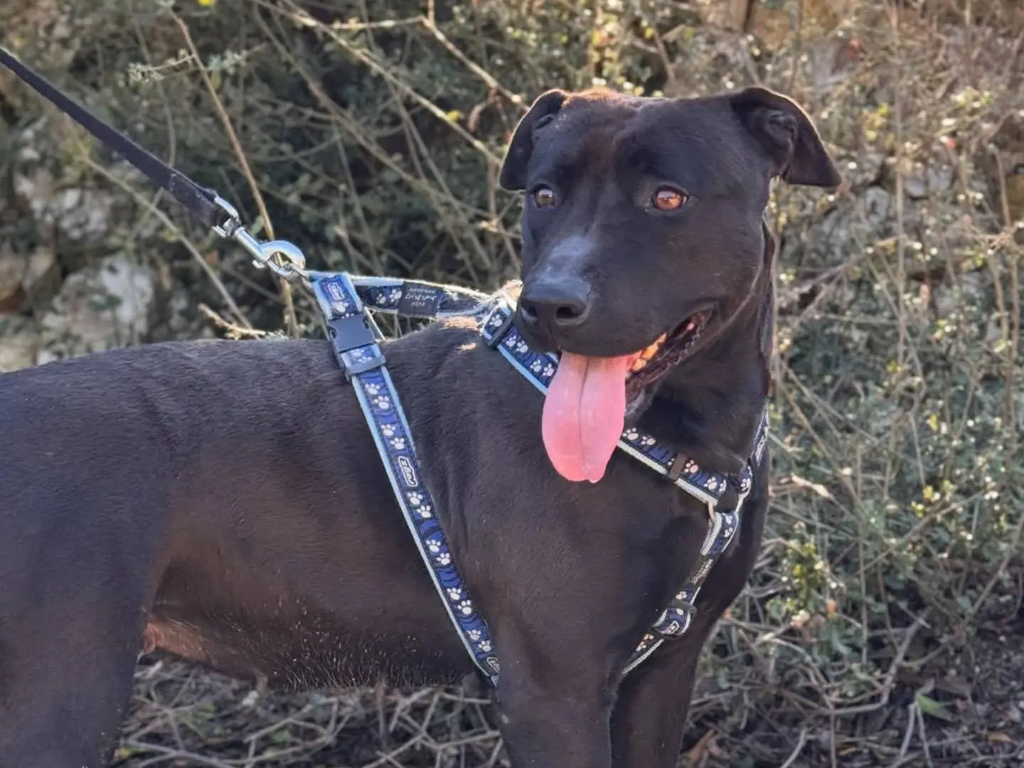 Adotta un cane, taglia grande, femmina, Lecce