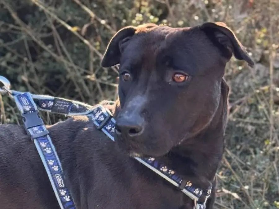Adozione cane, femmina, Pitbull Razza sconosciuta, 2 anni e 9 mesi, taglia grande, Lecce