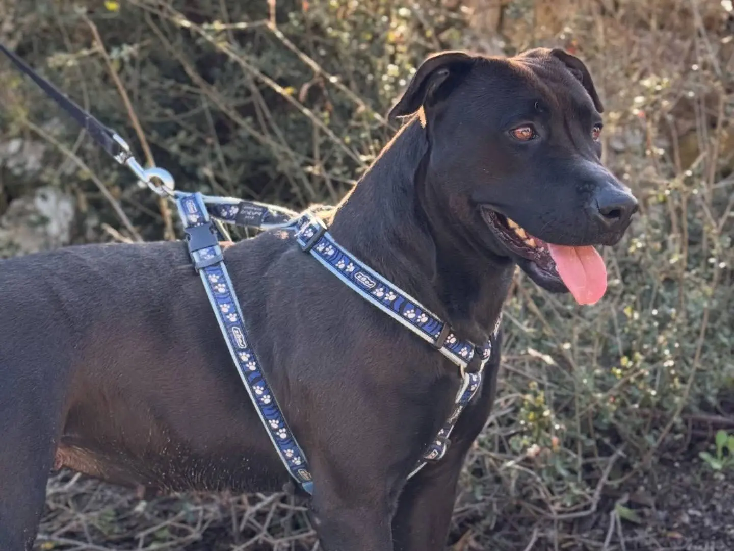 Adotta un cane, femmina, 2 anni e 9 mesi, Lecce