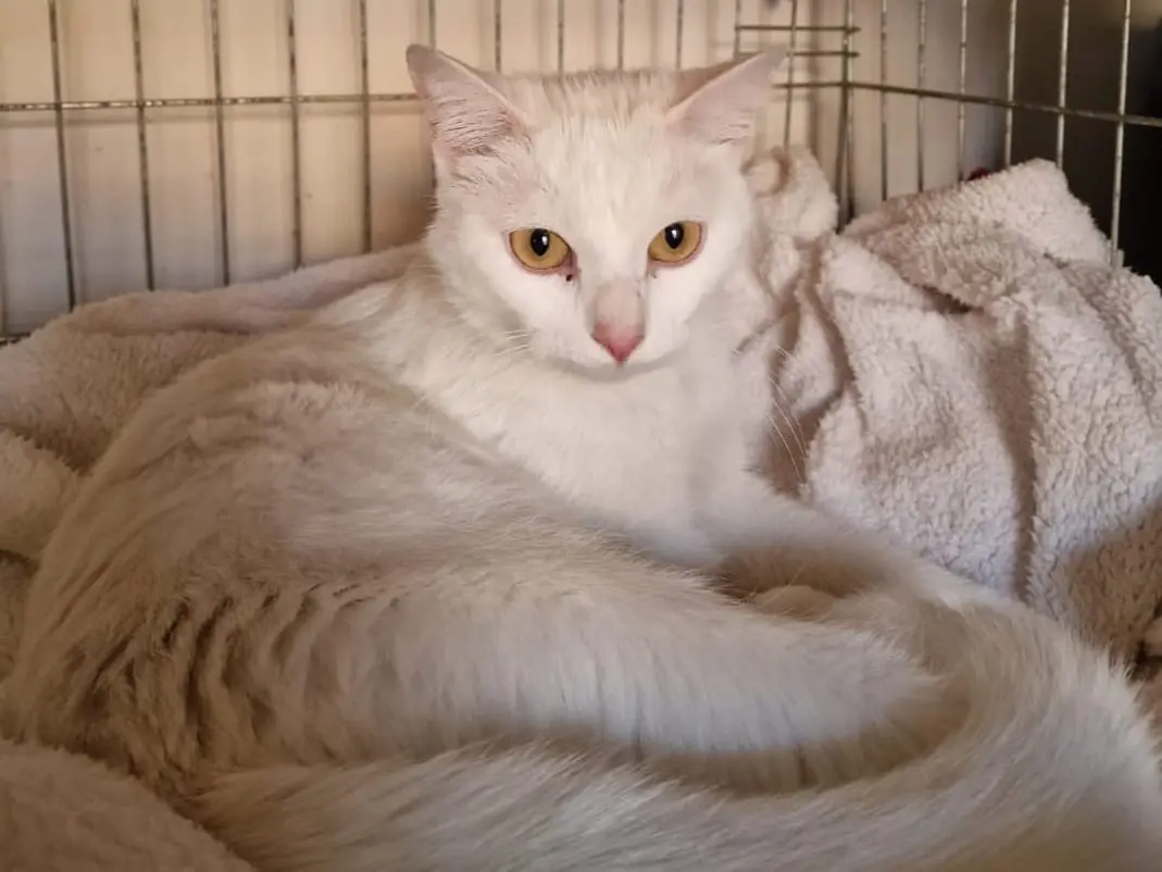 Adozione gatto, femmina, Razza sconosciuta Razza sconosciuta, 3 anni e 4 mesi, taglia non valida, Catania