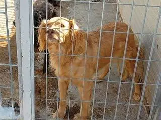 Adozione cane, maschio, Razza sconosciuta Razza sconosciuta, 7 anni e 9 mesi, taglia media, Napoli