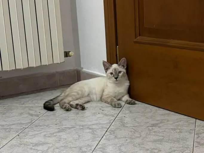 Foto 3 dell'animale