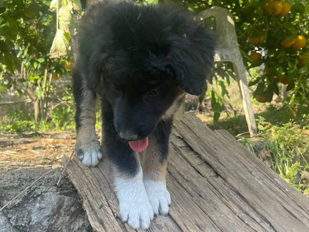 Adotta un cane, taglia media, femmina, Frosinone