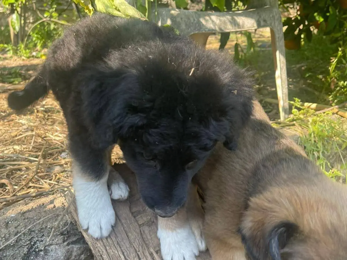 Adotta il cane Ricciolina a Frosinone