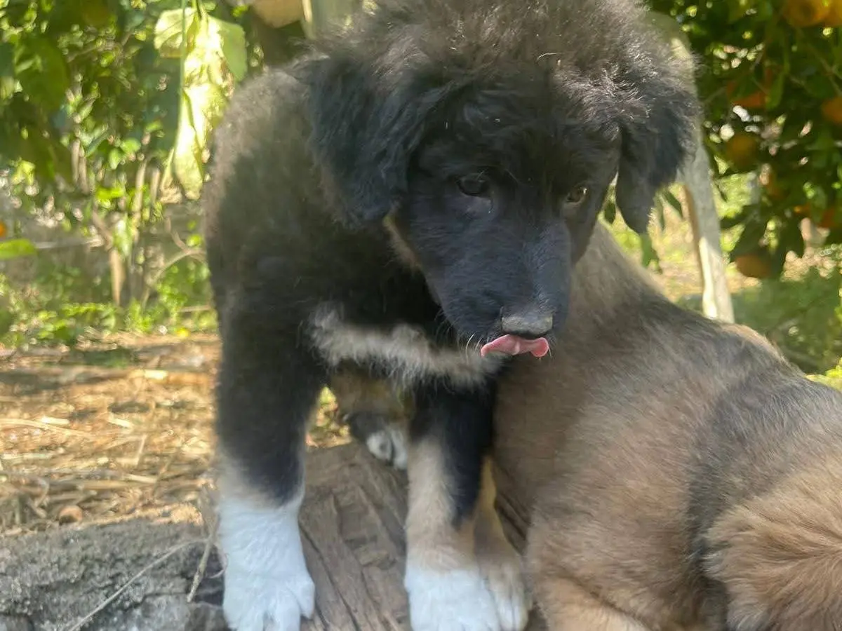 Adotta un cane, femmina, 7 mesi, Frosinone