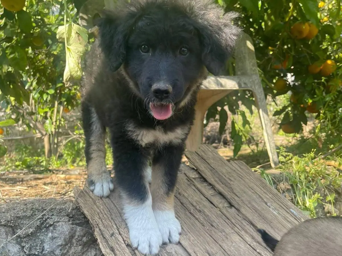 Adozione cane, femmina, Razza sconosciuta Razza sconosciuta, 7 mesi, taglia media, Frosinone