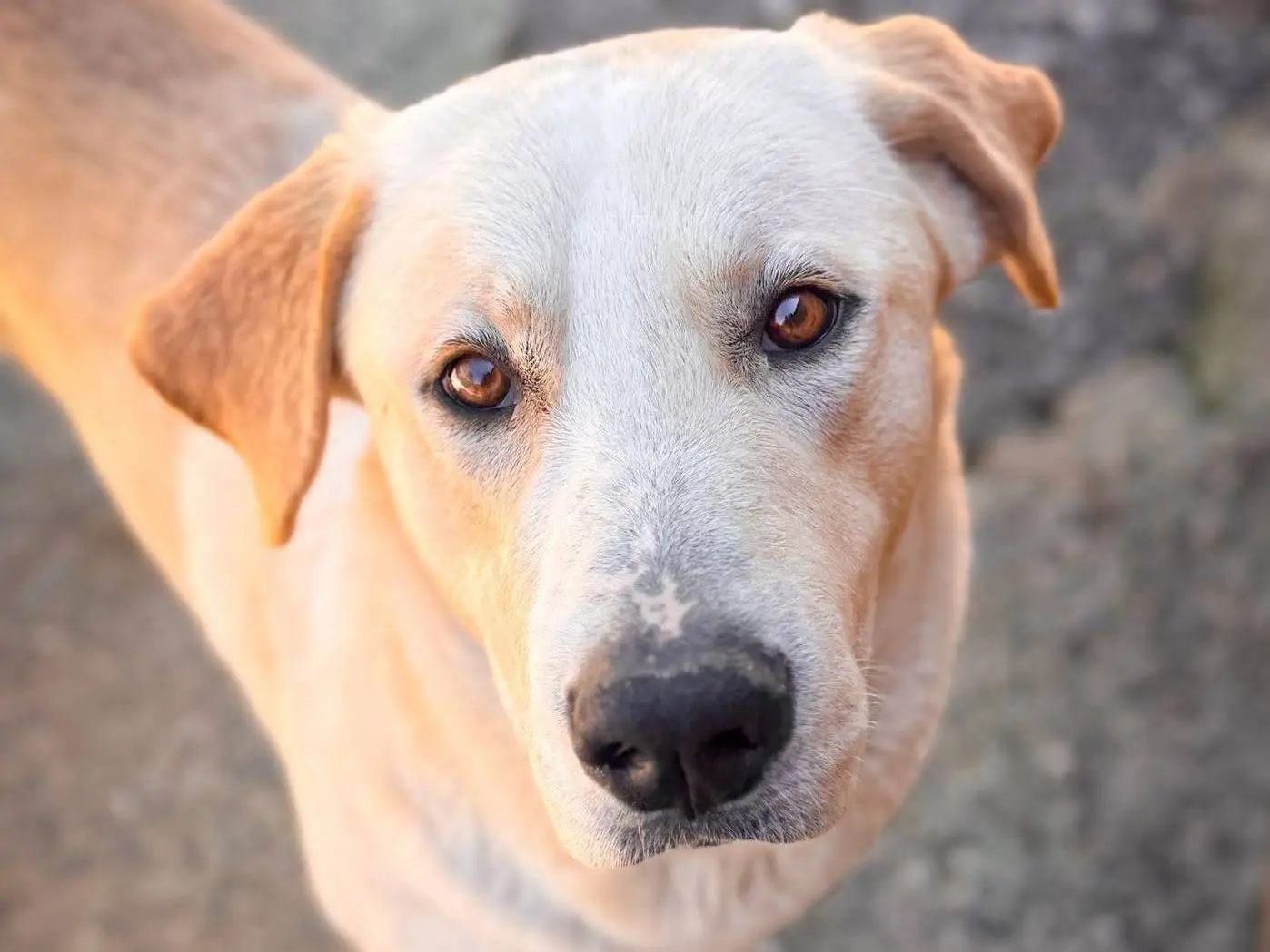 Adozione cane, maschio, Razza sconosciuta Razza sconosciuta, 1 anno e 4 mesi, taglia gigante, Crotone