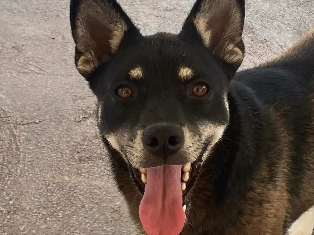 Adotta un cane, femmina, 3 anni e 3 mesi, Latina