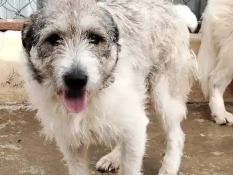 Adozione cane, femmina, Razza sconosciuta Razza sconosciuta, 2 anni e 7 mesi, taglia media contenuta, Milano