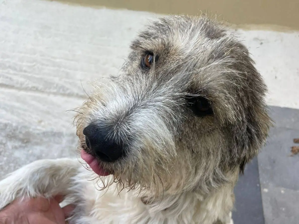 Adotta il cane Misty a Milano