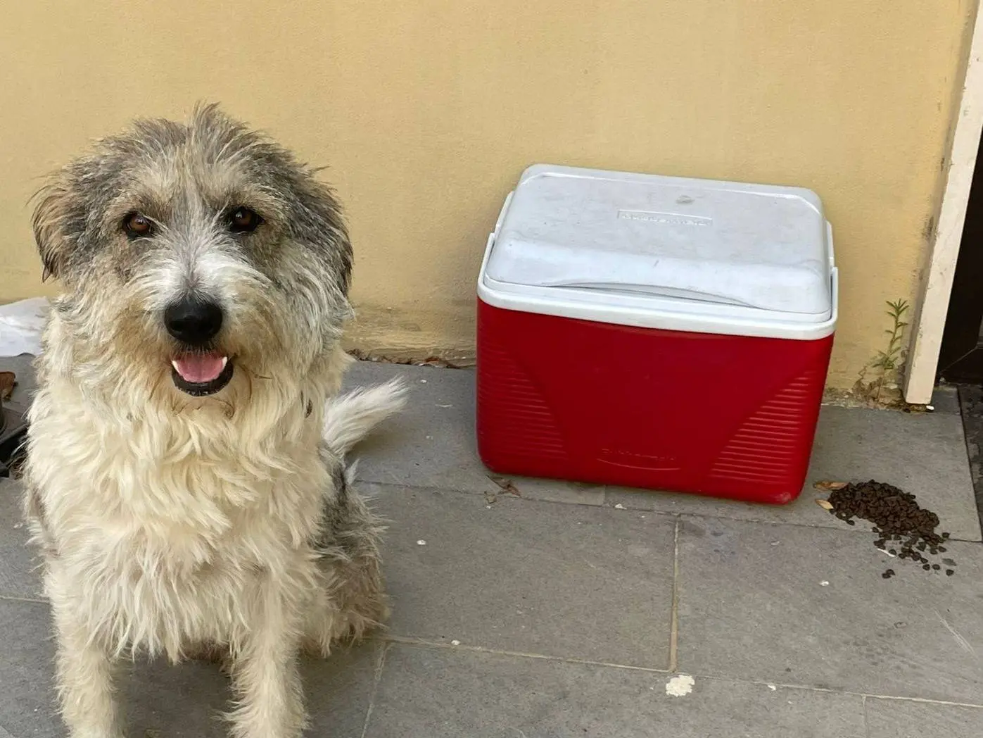 Adotta un cane, femmina, 2 anni e 7 mesi, Milano