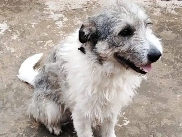 Adotta un cane, taglia media contenuta, femmina, Milano