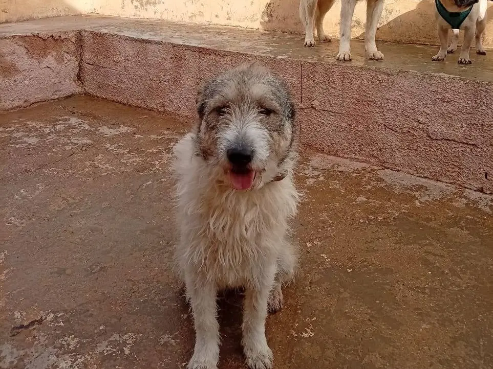 Vuoi adottare un cane a Milano?