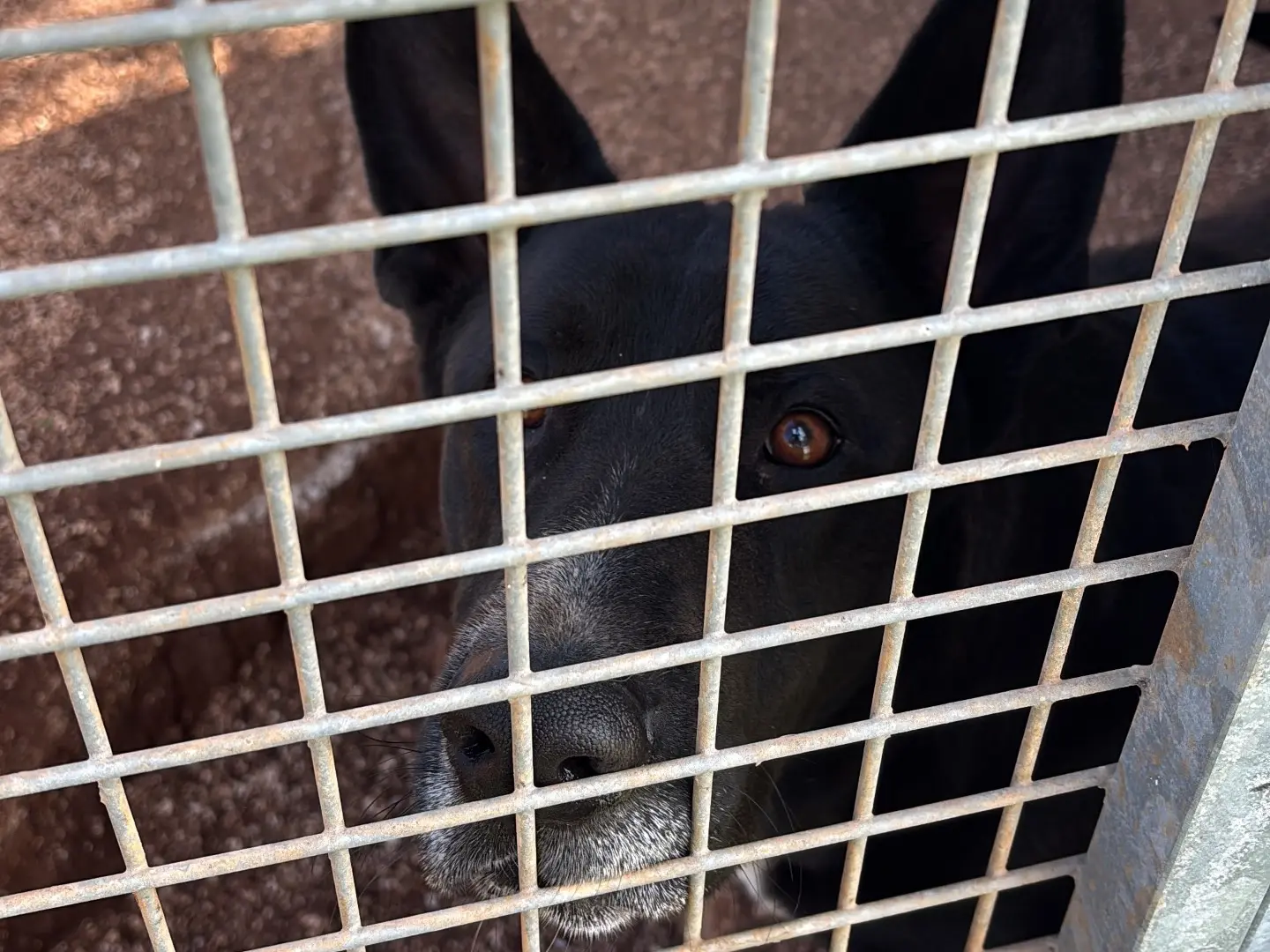 Adozione cane, maschio, Razza sconosciuta Razza sconosciuta, 6 anni, taglia grande, Taranto