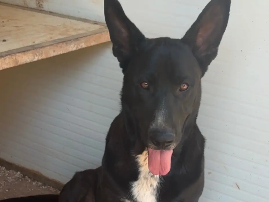 Adotta un cane, maschio, 6 anni, Taranto