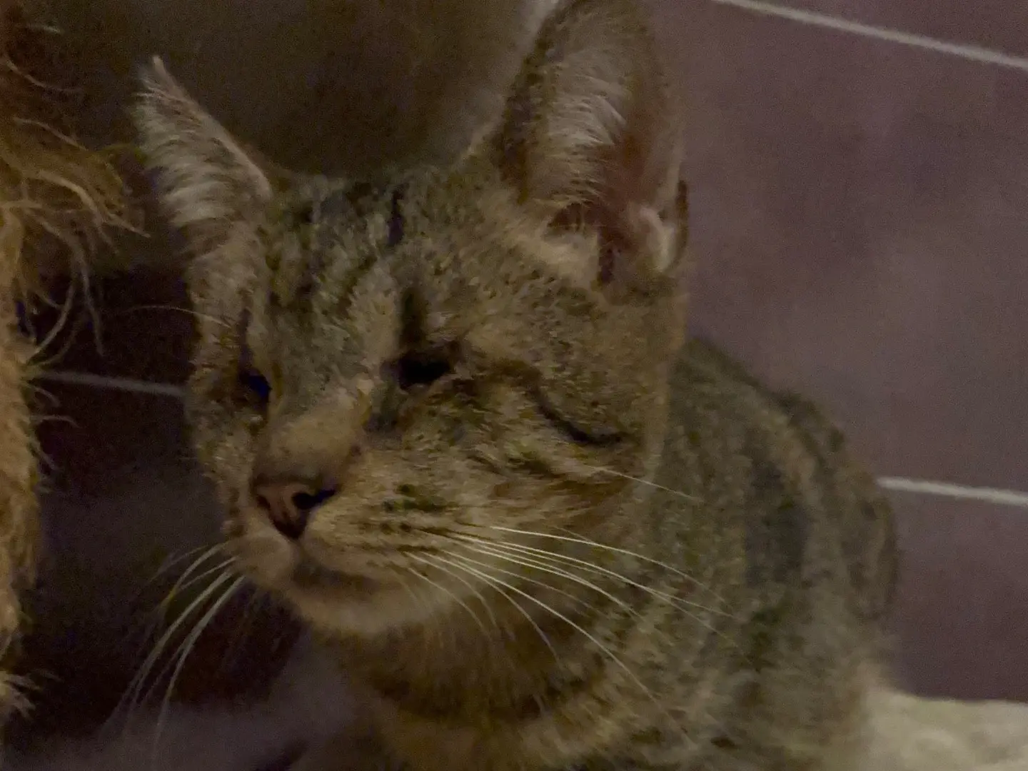 Adozione gatto, maschio, Razza sconosciuta Razza sconosciuta, 1 anno e 5 mesi, taglia non valida, Torino
