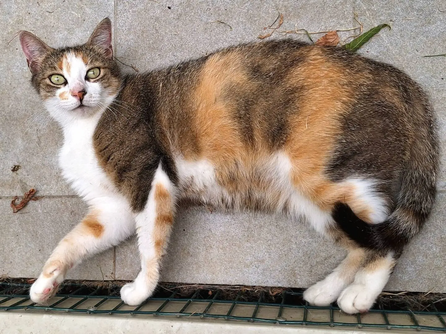 Adotta un gatto, femmina, 6 anni e 3 mesi, Bologna