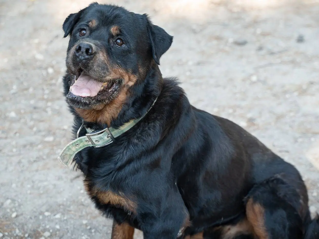 Adotta il cane Dylan a Ragusa