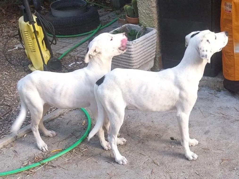 Vuoi adottare un cane a Latina?