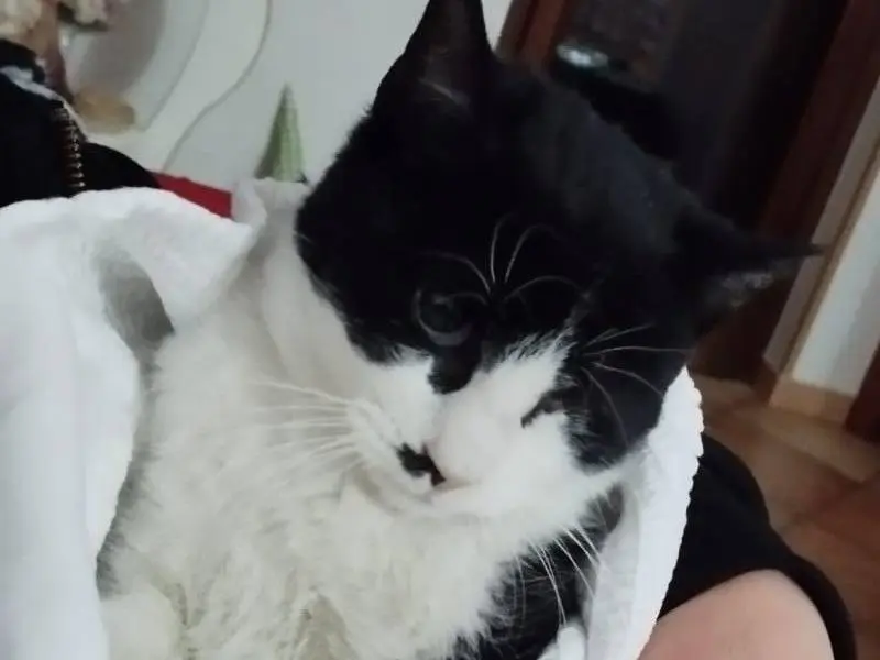 Vuoi adottare un gatto a Milano?