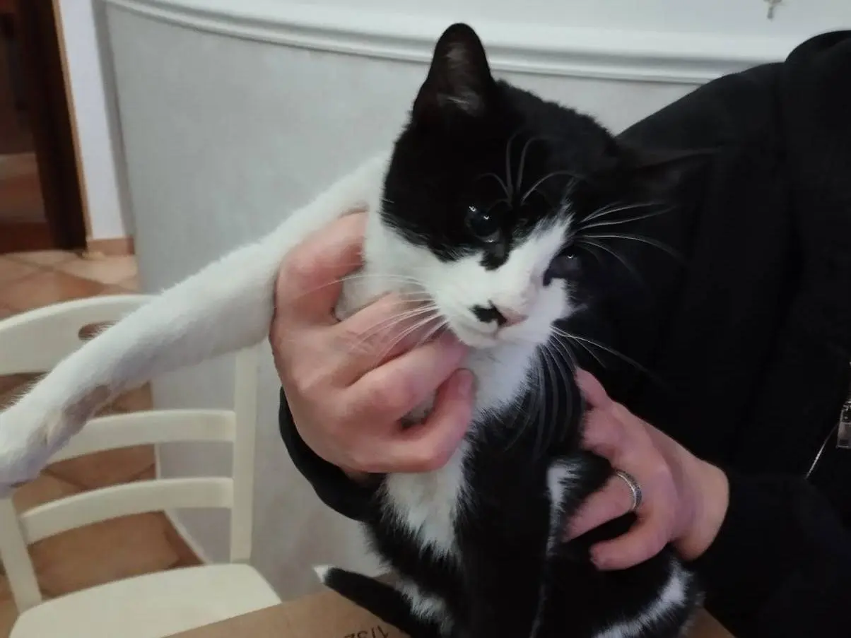 Adotta il gatto Fruttella a Milano