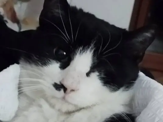 Adozione gatto, femmina, Razza sconosciuta Razza sconosciuta, 3 anni e 9 mesi, taglia non valida, Milano