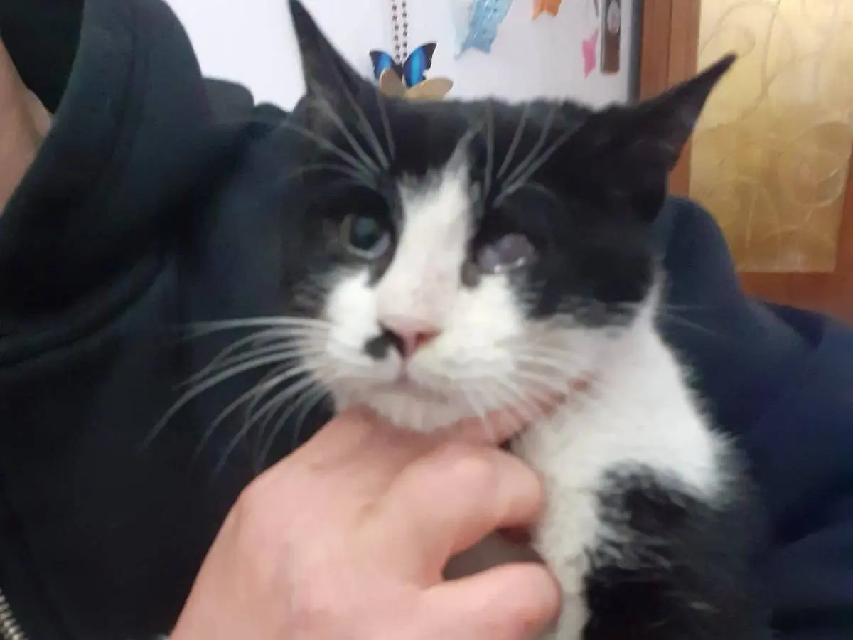 Adotta un gatto, taglia non valida, femmina, Milano