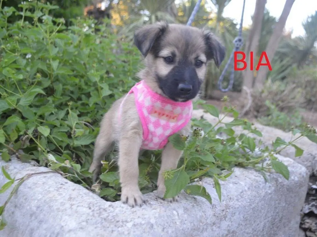 Adotta il cane BeaBia a Lecce