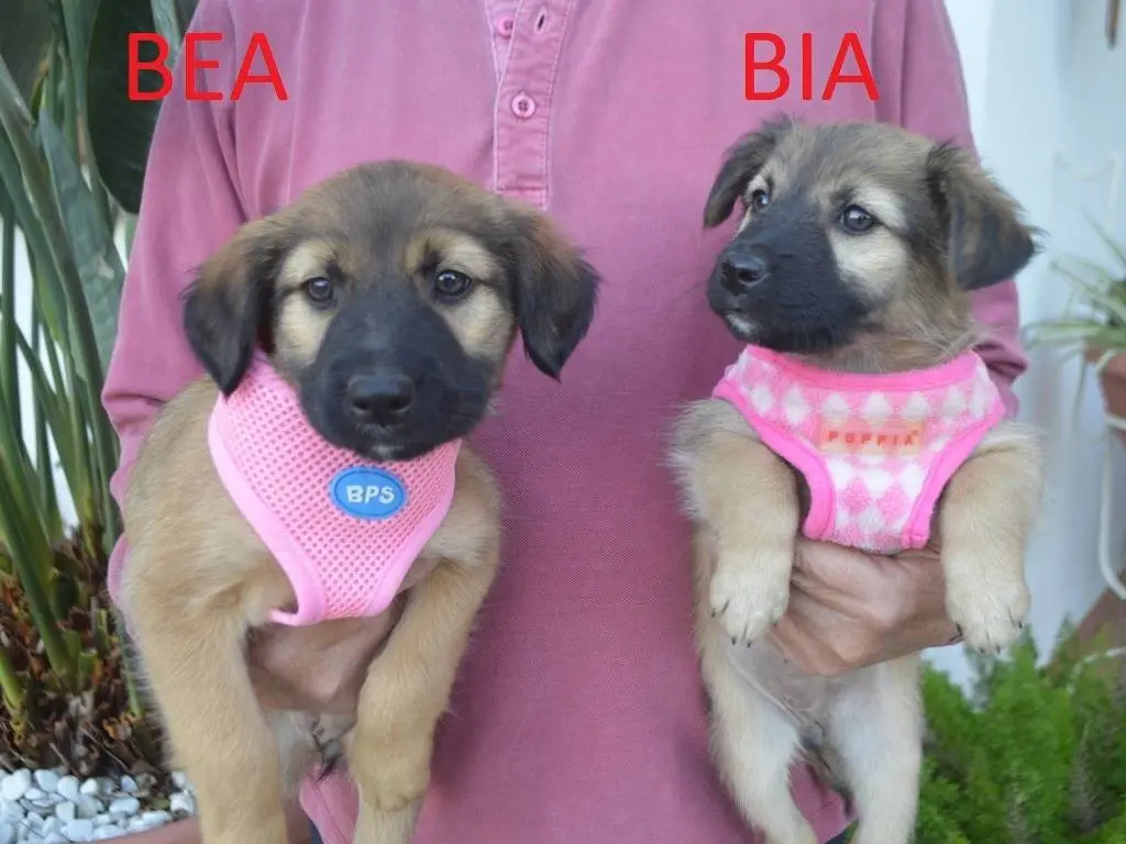 Adozione cane, femmina, Razza sconosciuta Razza sconosciuta, 2 mesi, taglia media, Lecce