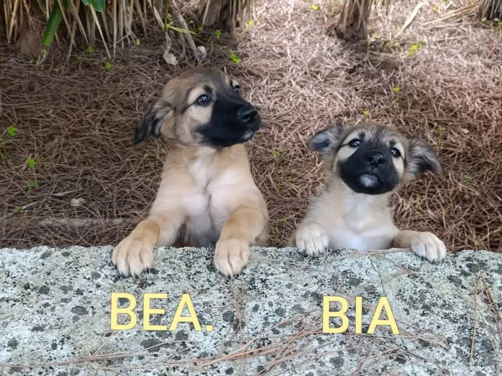 Adotta un cane, femmina, 2 mesi, Lecce