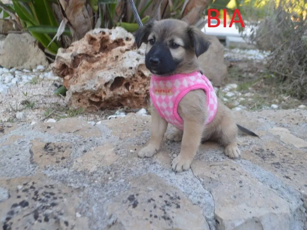 Vuoi adottare un cane a Lecce?