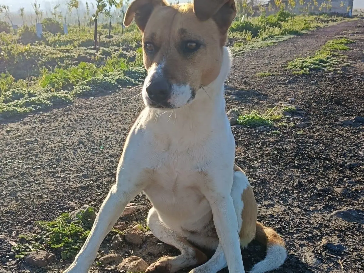Adotta un cane, femmina, 8 anni e 7 mesi, Siracusa