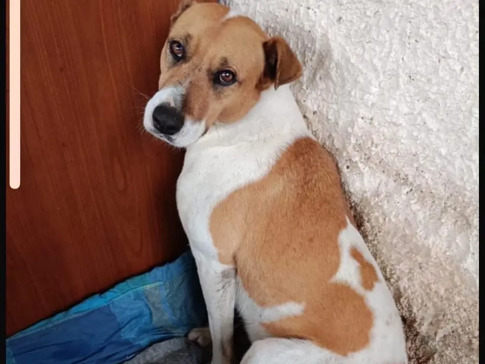 Adozione cane, femmina, Beagle Razza sconosciuta, 8 anni e 7 mesi, taglia media, Siracusa