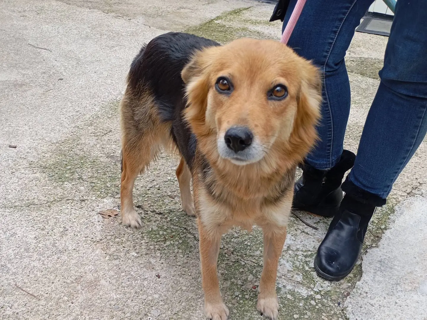 Adozione cane, femmina, Razza sconosciuta Razza sconosciuta, 3 anni e 10 mesi, taglia media contenuta, Latina