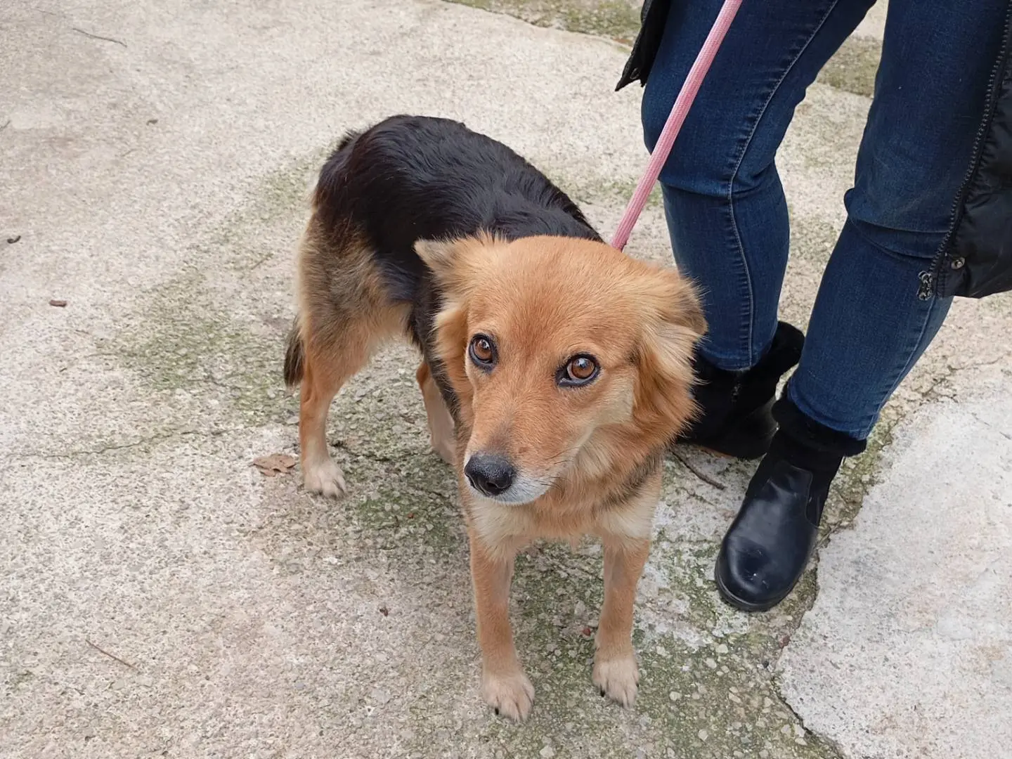 Adotta un cane, femmina, 3 anni e 10 mesi, Latina
