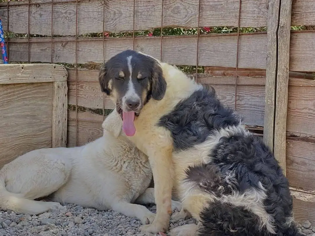 Adotta un cane, maschio, 2 anni e 4 mesi, Crotone