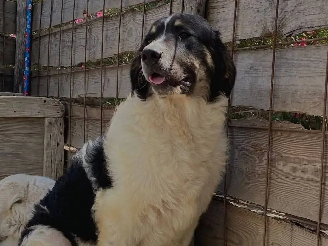 Adozione cane, maschio, Razza sconosciuta Razza sconosciuta, 2 anni e 4 mesi, taglia gigante, Crotone