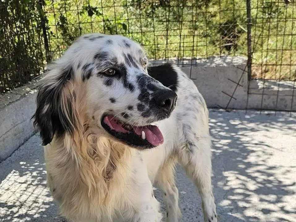 Adotta un cane, maschio, 7 anni e 3 mesi, Potenza