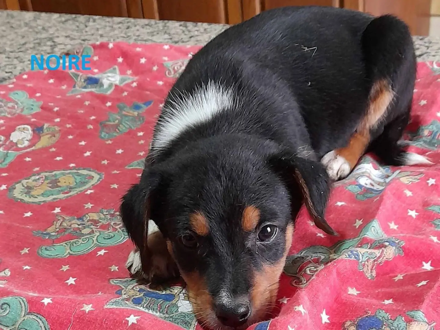 Adotta il cane 5 stupendi cuccioli in regalo a Como