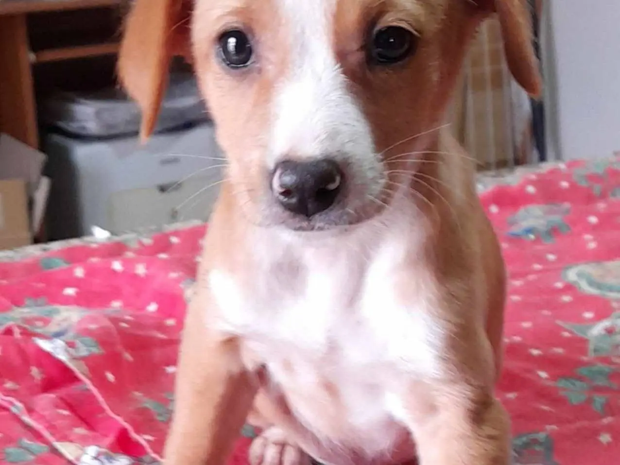 Adozione cane, femmina, meticcio, 3 anni, taglia media, Como